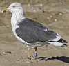 juvenile LBBG, ringed in the Netherlands.