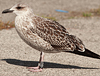 ad LBBG in Januari-April, ringed in the U.K. (72074 bytes)