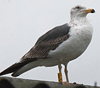 ad LBBG in Januari-April, ringed in the U.K. (72074 bytes)