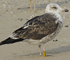 ad LBBG in Januari-April, ringed in the U.K. (72074 bytes)