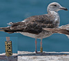 3cy graellsii LBBG in June, ringed in the Netherlands. (135385 bytes)