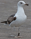 ad LBBG in Januari-April, ringed in the U.K. (72074 bytes)