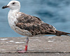 ad LBBG in Januari-April, ringed in the U.K. (72074 bytes)