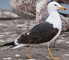 ad LBBG in Januari-April, ringed in the U.K. (72074 bytes)