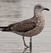 ad LBBG in Januari-April, ringed in the U.K. (72074 bytes)