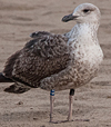 ad LBBG in Januari-April, ringed in the U.K. (72074 bytes)