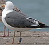 ad LBBG in Januari-April, ringed in the U.K. (72074 bytes)
