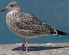 ad LBBG in October, ringed in the Netherlands. (60900 bytes)