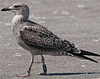 ad LBBG in October, ringed in the Netherlands. (60900 bytes)
