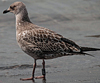 ad LBBG in October, ringed in the Netherlands. (60900 bytes)