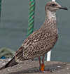 ad LBBG in October, ringed in the Netherlands. (60900 bytes)