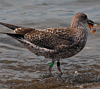 ad LBBG in October, ringed in the Netherlands. (60900 bytes)
