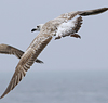 juvenile LBBG in October, ringed in Norway. (131273 bytes)