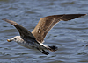 juvenile LBBG in October, ringed in Norway. (131273 bytes)
