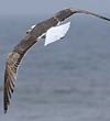 juvenile LBBG in October, ringed in Norway. (131273 bytes)