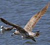 juvenile LBBG in October, ringed in Norway. (131273 bytes)