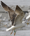 juvenile LBBG in October, ringed in Norway. (131273 bytes)
