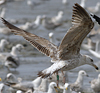 juvenile LBBG in October, ringed in Norway. (131273 bytes)