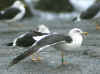 sub-adult LBBG in October, ringed in the Netherlands.