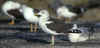 sub-adult LBBG in October, ringed in the Netherlands.