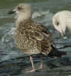 juvenile LBBG in October, ringed in Belgium. (80366 bytes)