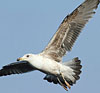 3cy graellsii LBBG in June, ringed in the Netherlands. (135385 bytes)