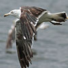 3cy LBBG intermedius in July & August, ringed in Norway. (73514 bytes)