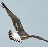 3cy LBBG intermedius in July & August, ringed in Norway. (73514 bytes)