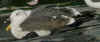 7324.jpg (78169 bytes)