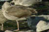 7358.jpg (86874 bytes)