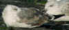 7366.jpg (83879 bytes)