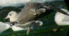 7371.jpg (79956 bytes)