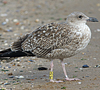 1cy argenteus in November, ringed in Belgium. (25637 bytes)