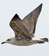 6654.jpg (79488 bytes)