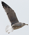7377.jpg (80698 bytes)