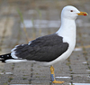 sub-adult graellsii in May, ringed in Belgium. (77011 bytes)