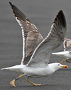 sub-adult graellsii in May, ringed in Belgium. (77011 bytes)