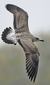 juvenile LBBG in October, ringed in Norway. (131273 bytes)