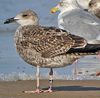 juvenile LBBG in October, ringed in Norway. (131273 bytes)
