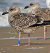juvenile LBBG in October, ringed in Norway. (131273 bytes)