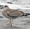 1cy argenteus in November, ringed in Belgium. (25637 bytes)