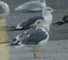 ad LBBG in October, ringed in the Netherlands. (73481 bytes)
