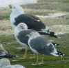 ad LBBG in October, ringed in Belgium. (77114 bytes)