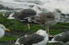 ad LBBG in October, ringed in the Netherlands. (67338 bytes)