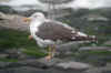 adult intermedius in October, ringed in Denmark. (71780 bytes)