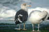 ad intermedius LBBG in winter, ringed in Norway. (96422 bytes)