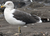 adult intermedius lbbg in October, ringed in Norway. (90595 bytes)