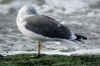 adult intermedius lbbg in October, ringed in Norway. (114535 bytes)