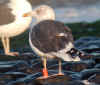 ad LBBG in October, ringed in the U.K. (115719 bytes)