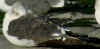 7326.jpg (73872 bytes)